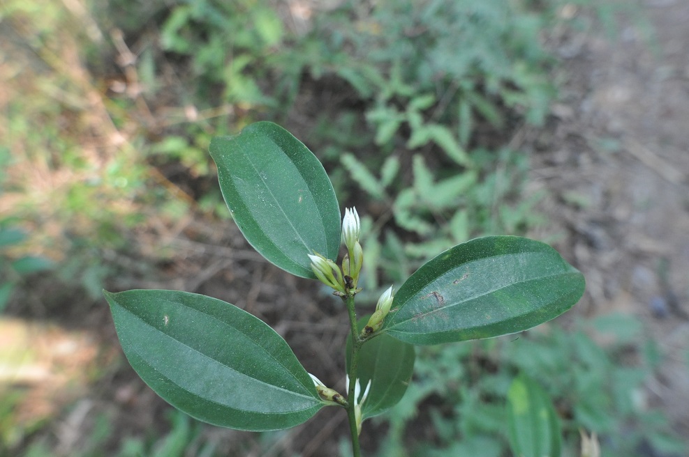 Изображение особи семейство Lauraceae.