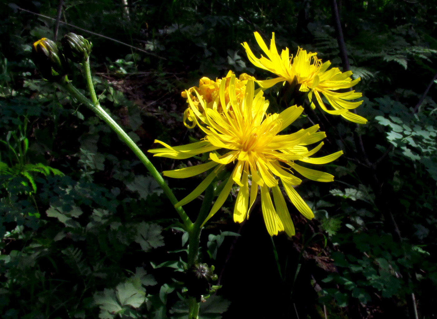 Image of Crepis sibirica specimen.