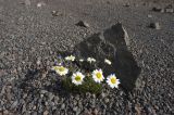 Anthemis iberica