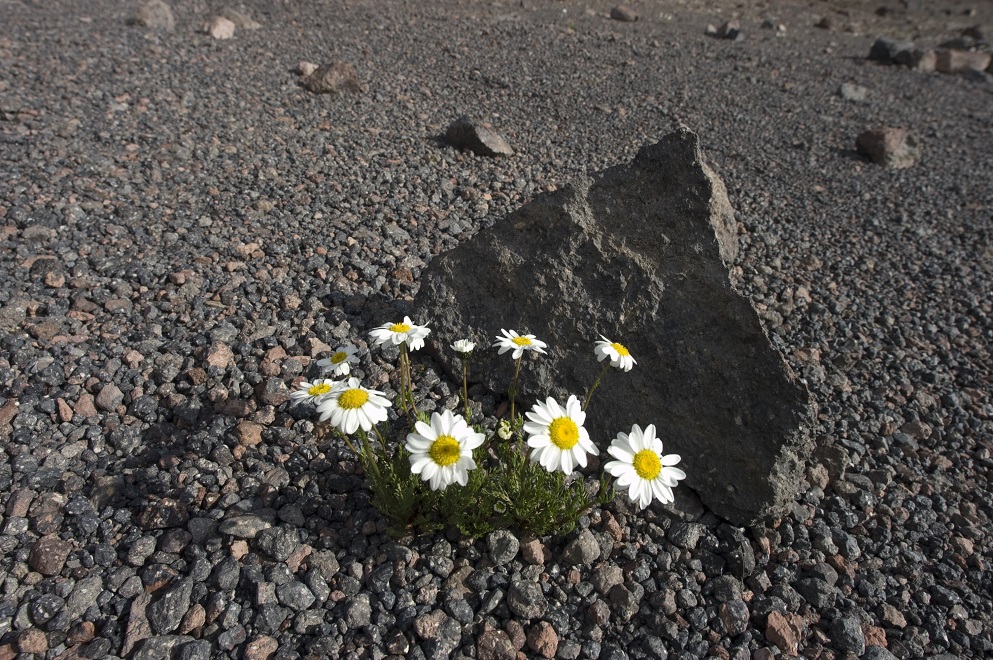 Image of Anthemis iberica specimen.