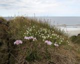 Cardamine pratensis subspecies angustifolia. Цветущие растения. На заднем плане Cerastium. Енисейский зал., о. Сибирякова, песчаный береговой склон. 29.07.2017.