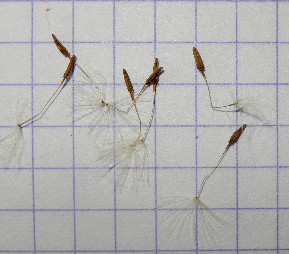 Image of Taraxacum tenuisectum specimen.