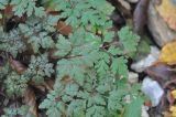 Geranium robertianum