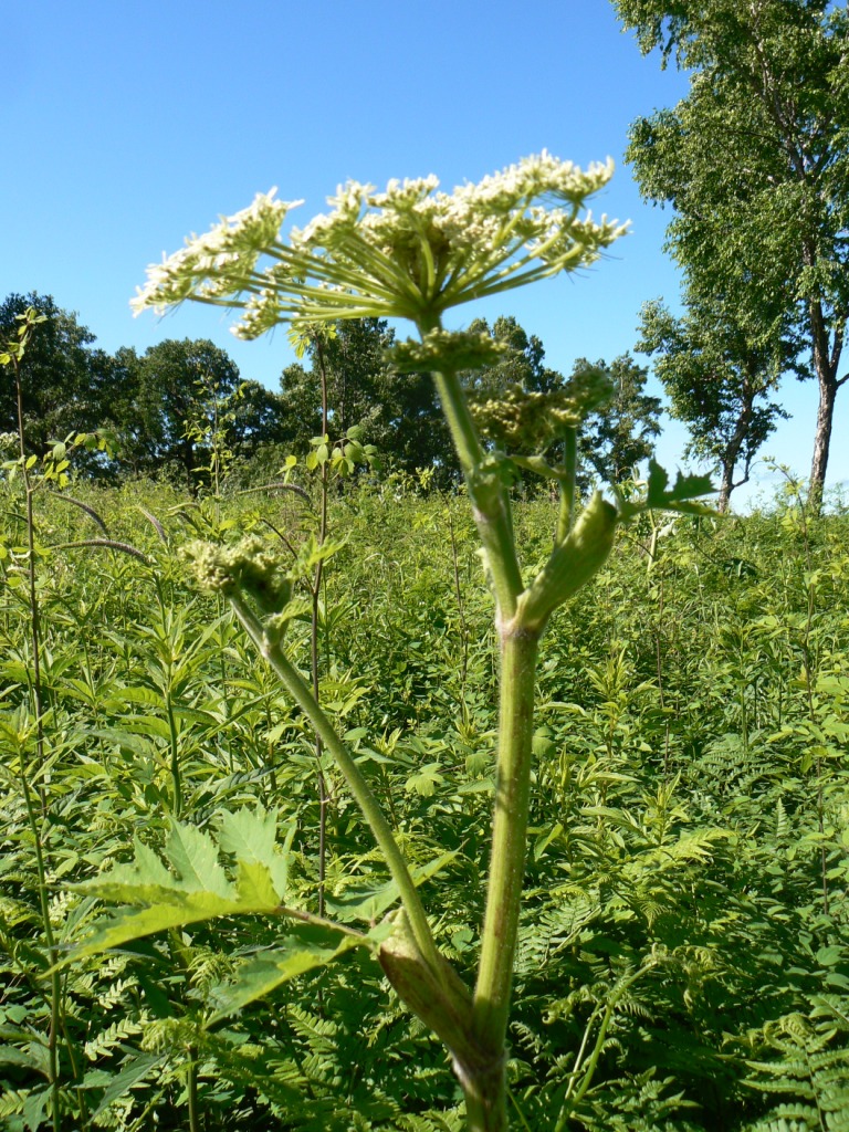 Image of Heracleum dissectum specimen.