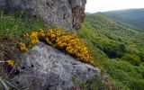 Genista angustifolia. Куртина цветущих растений. Республика Адыгея, Майкопский р-н, ок. 6 км юго-восточнее хутора Победа, хребет Скалистый (Уна-Коз), скала Галкина, на скальном обнажении. 05.05.2018.