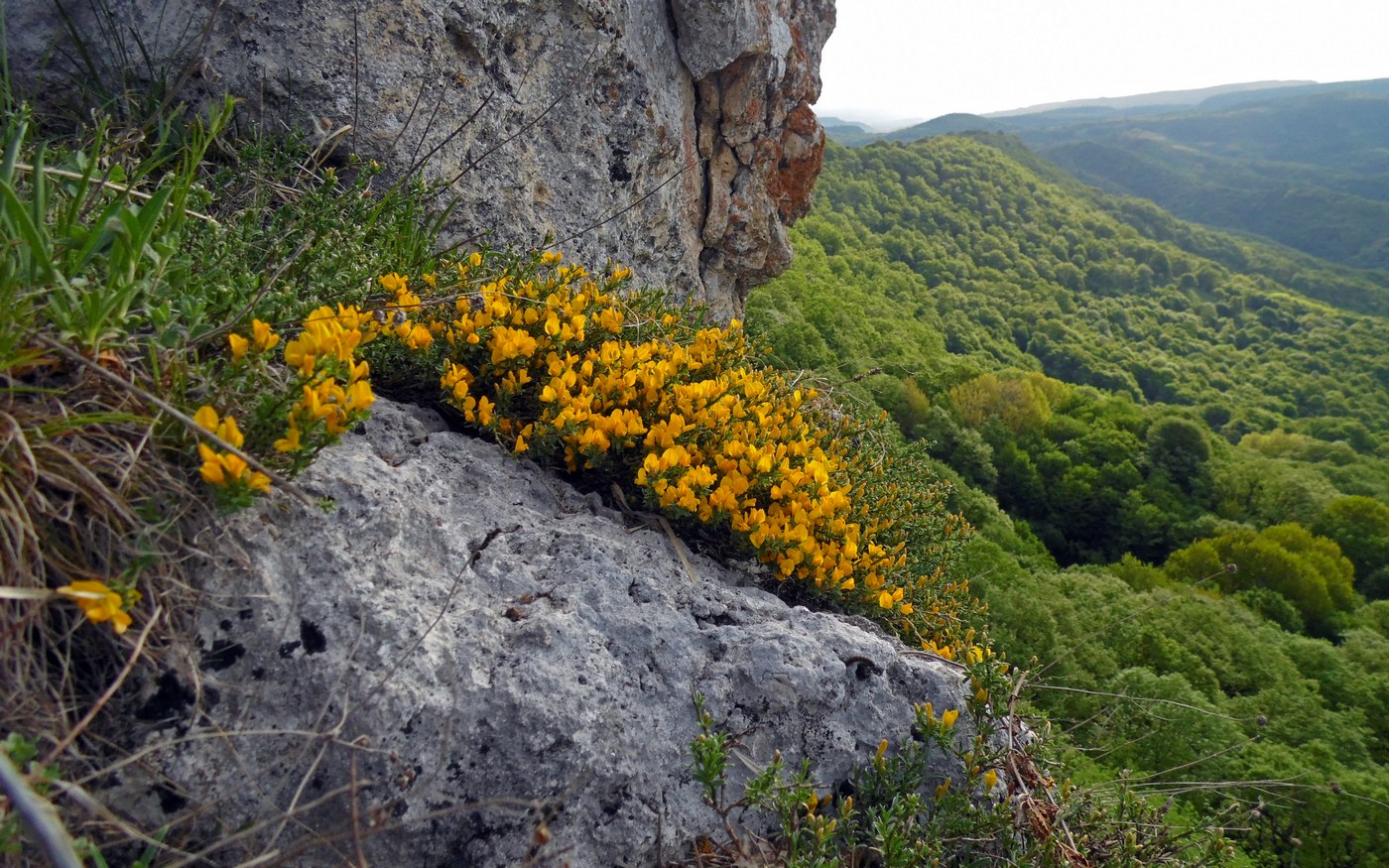 Image of Genista angustifolia specimen.