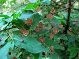 Euonymus verrucosus. Ветвь с соцветиями. Украина, Киевская обл., Вышгородский р-н, севернее с. Лебедевка, сосновый лес на правом берегу дренажного канала. 23 мая 2010 г.