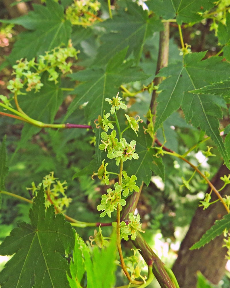 Image of Acer micranthum specimen.