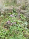 Ambrosia artemisiifolia. Верхушка зацветающего растения. Кабардино-Балкария, Эльбрусский р-н, окр. с. Бедык, ок. 1100 м н.у.м., луг. 08.08.2018.