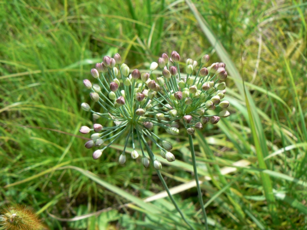 Image of Allium sacculiferum specimen.