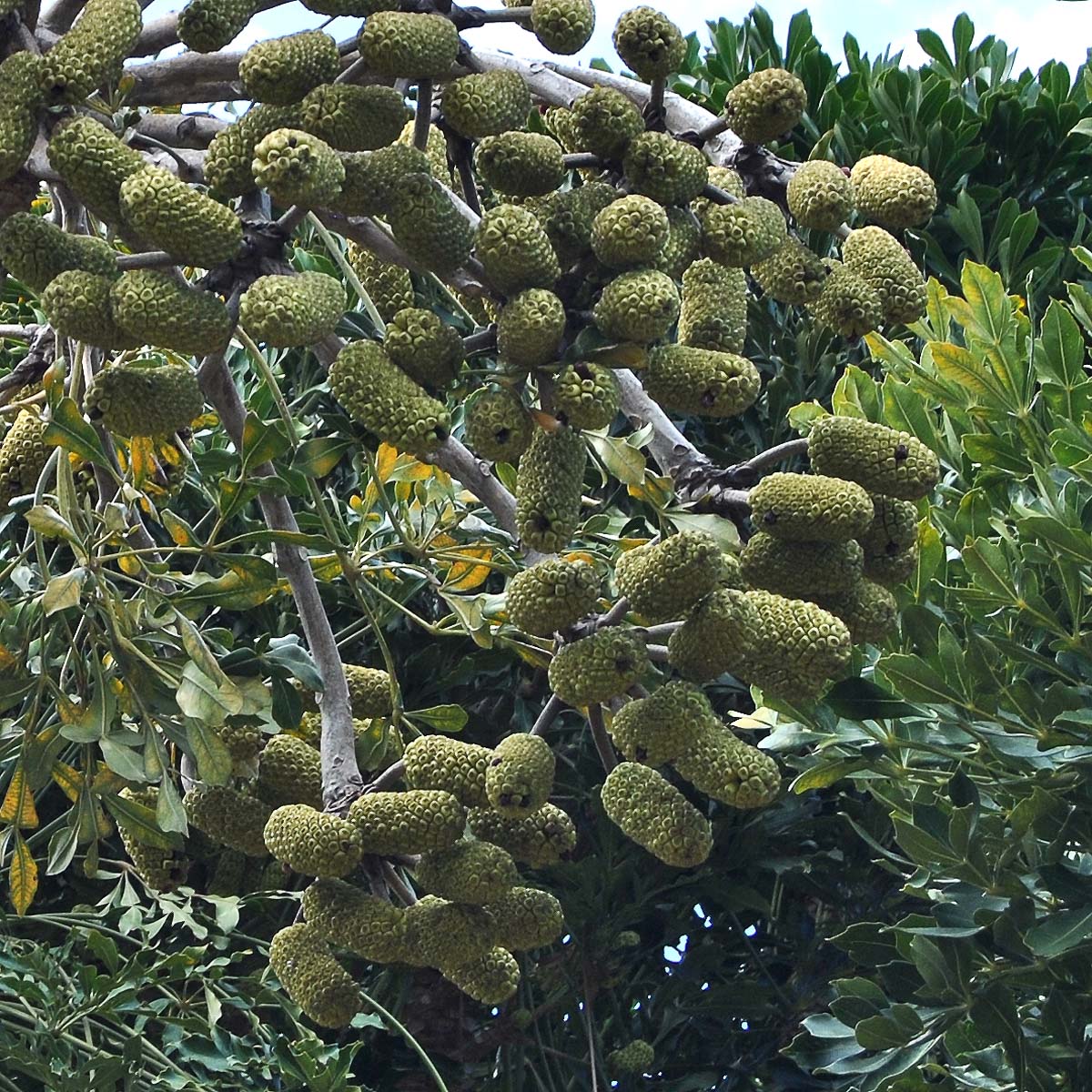 Image of Cussonia sphaerocephala specimen.