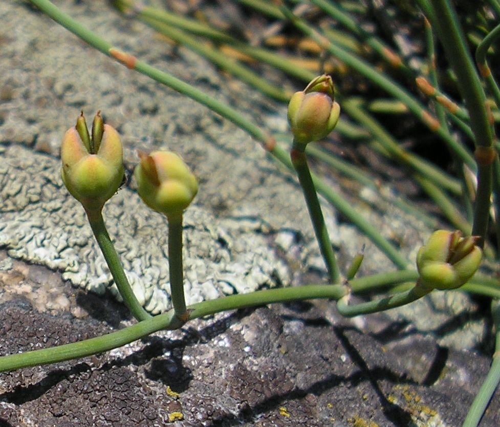 Image of Ephedra distachya specimen.