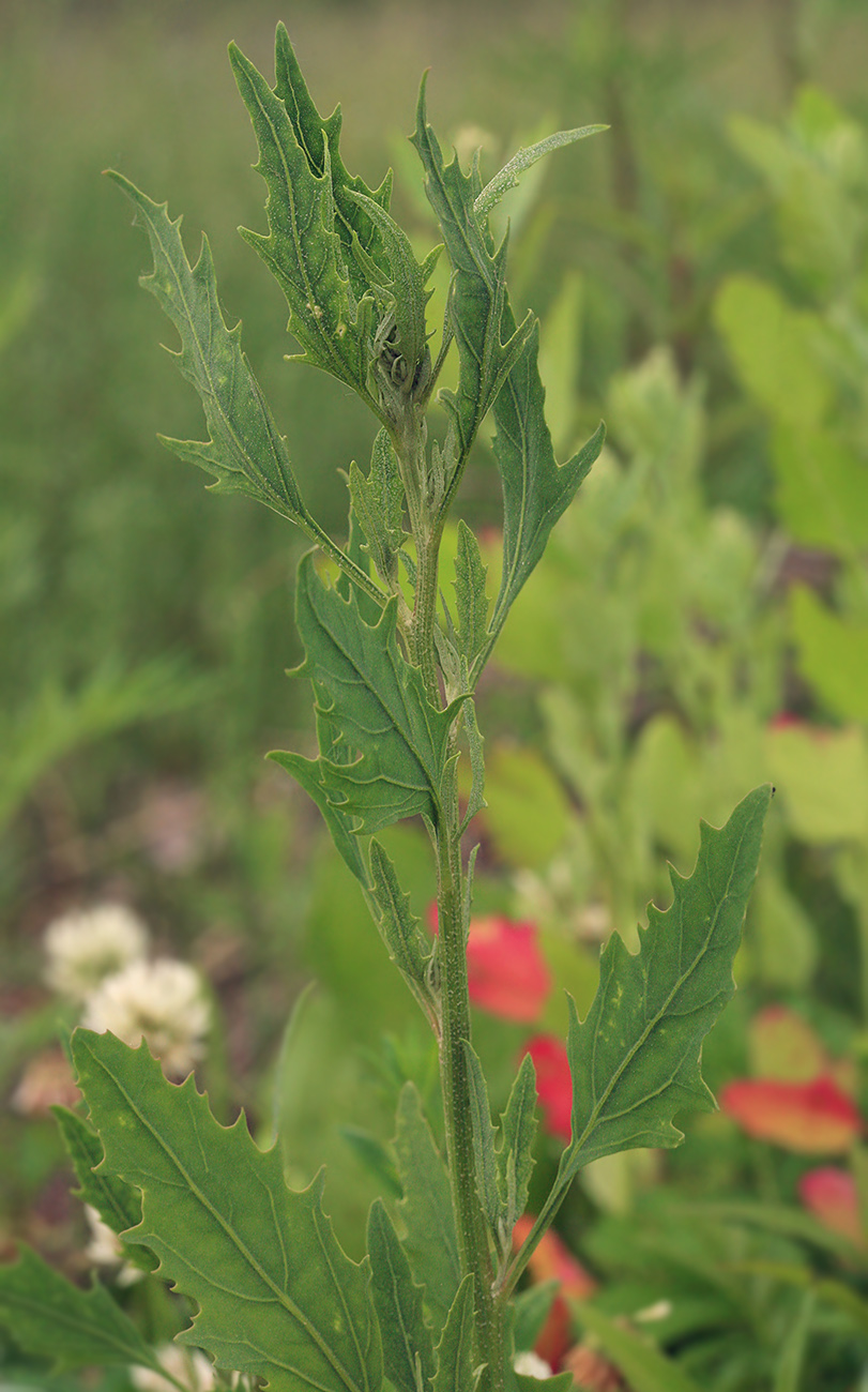 Image of familia Chenopodiaceae specimen.