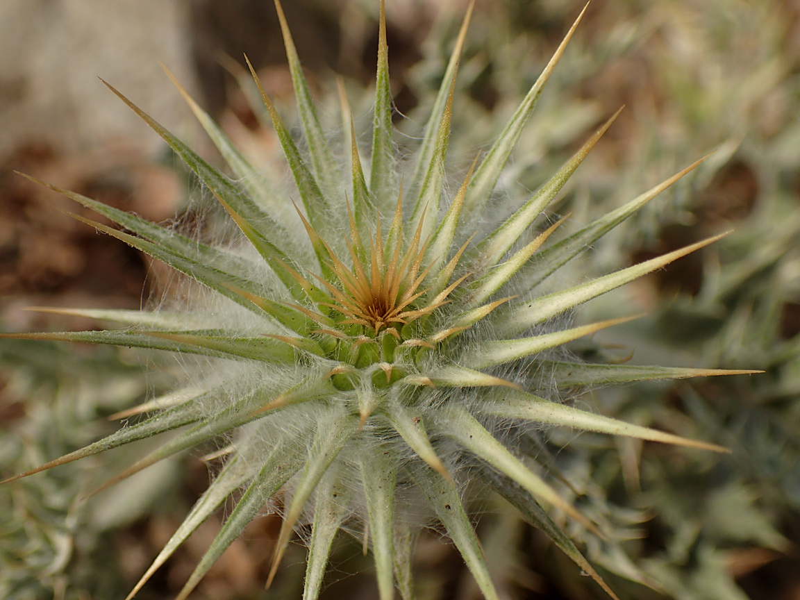 Image of Onopordum caulescens specimen.