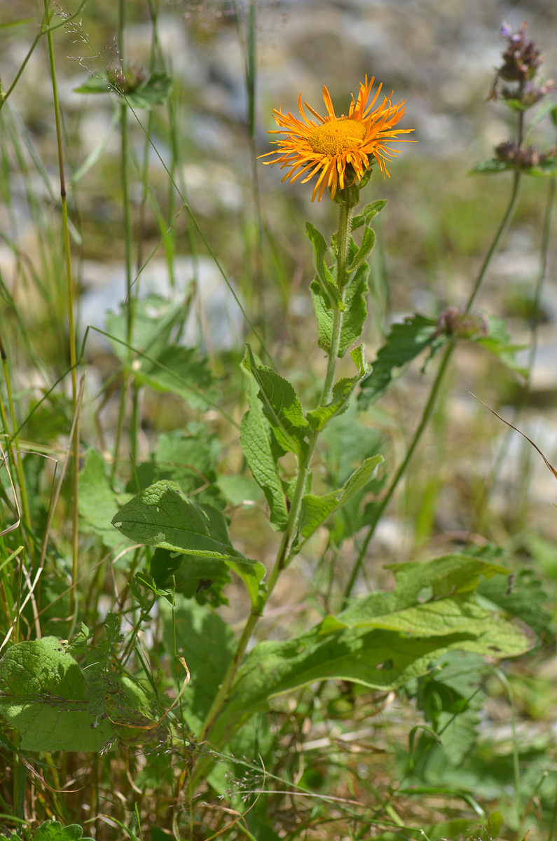 Image of Inula grandiflora specimen.