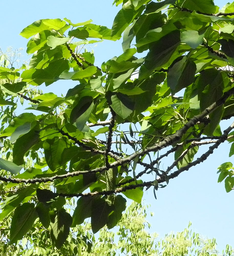 Image of Populus wilsonii specimen.