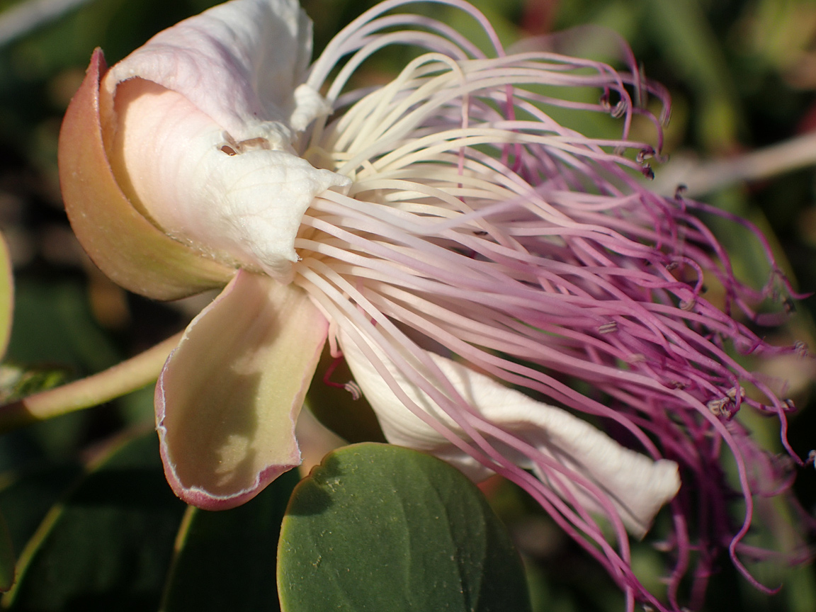 Изображение особи Capparis orientalis.