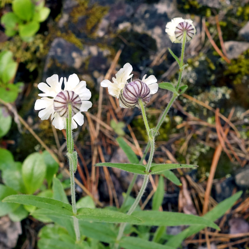 Image of Gastrolychnis saxatilis specimen.