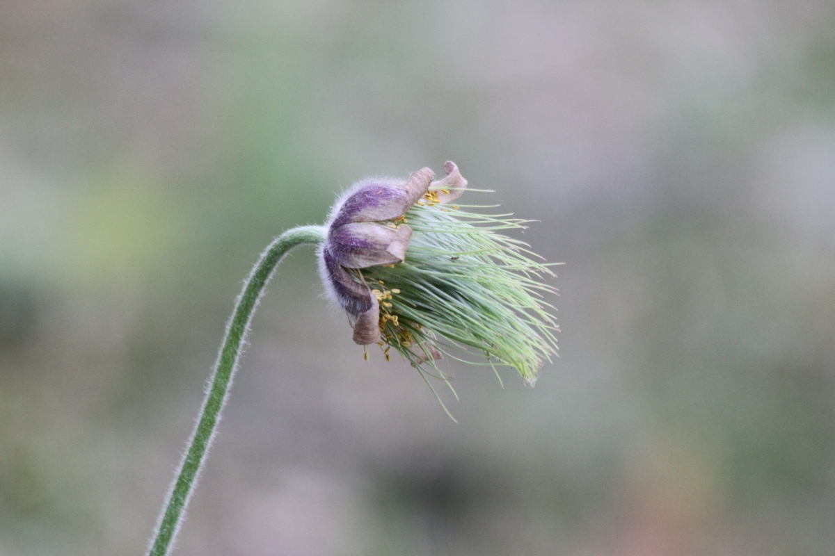 Изображение особи Pulsatilla pratensis.