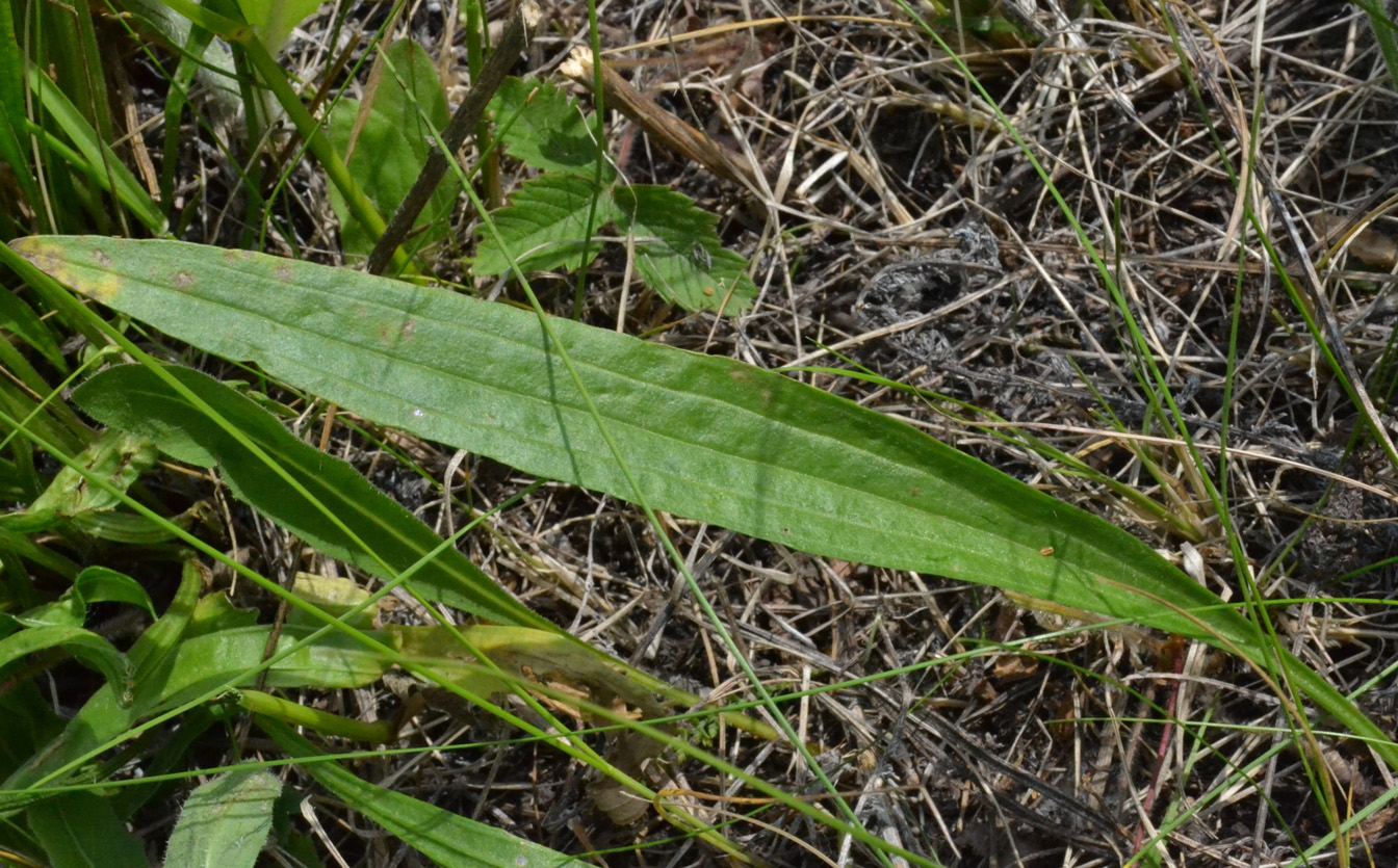 Image of Plantago lanceolata specimen.