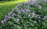 Geranium himalayense. Цветущие растения. Москва, ЦАО, Таганский р-н, Верхняя Сыромятническая ул., в культуре. 29.05.2019.