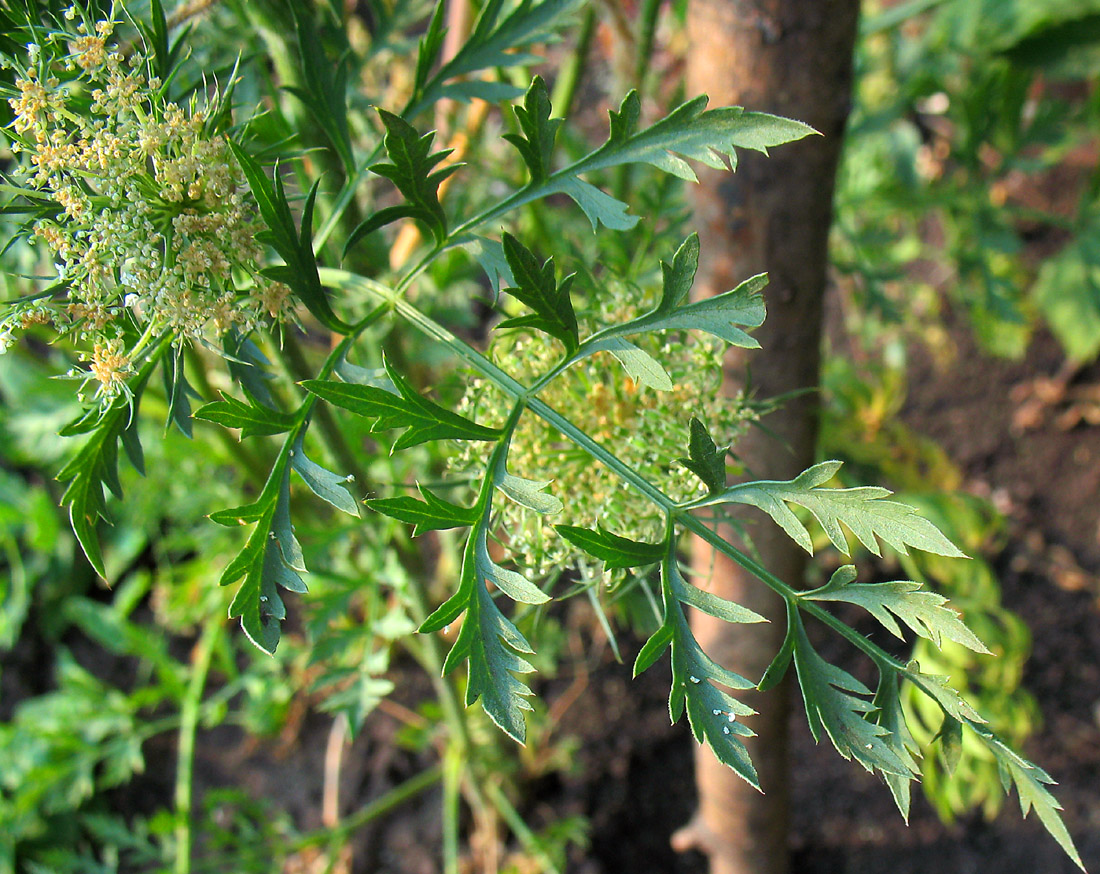 Image of Daucus carota specimen.