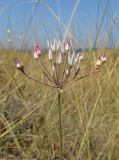 Allium moschatum. Верхушка побега с соцветием. Крым, Тарханкутский п-ов, балка Калоша, степь. 25 августа 2019 г.