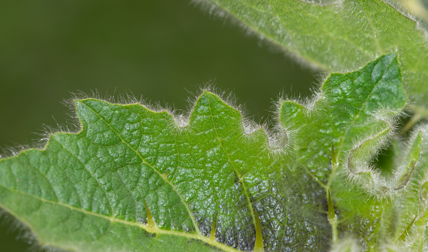 Изображение особи Solanum mammosum.