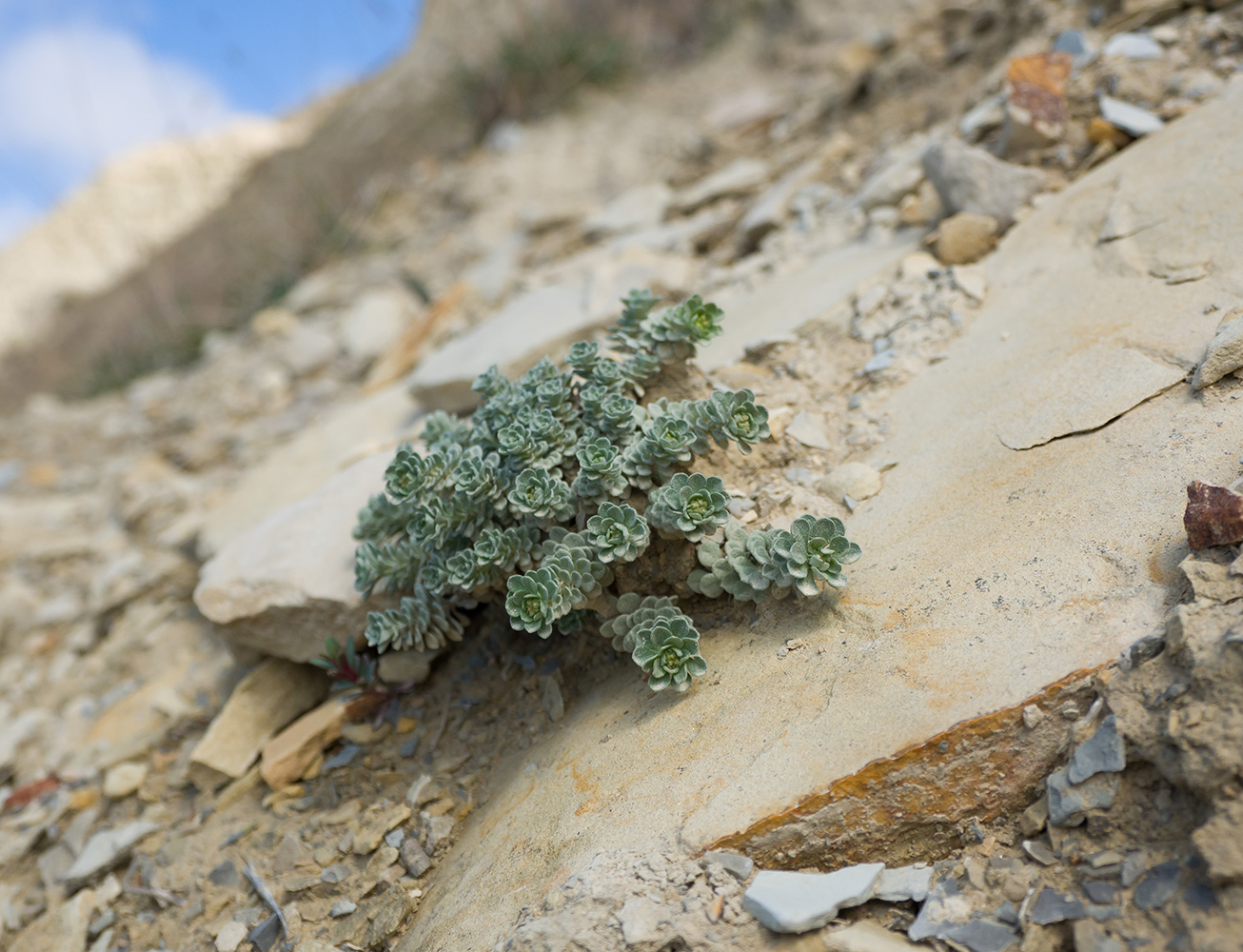 Изображение особи Odontarrhena obtusifolia.