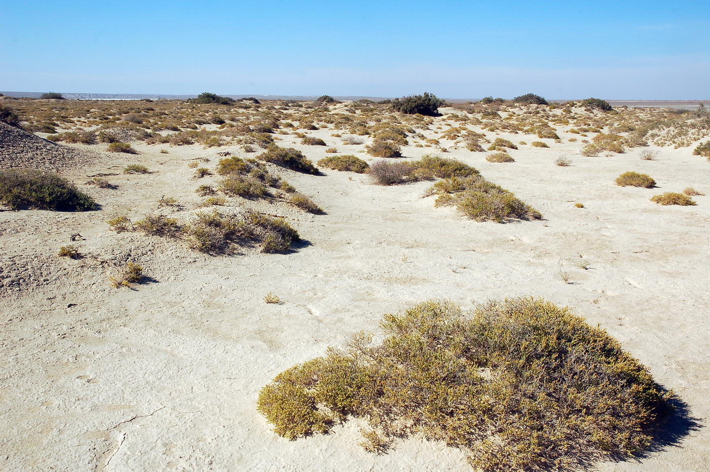 Image of Salsola gemmascens specimen.