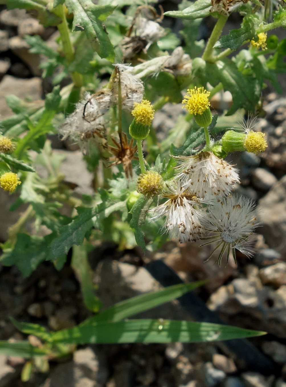 Image of Senecio vulgaris specimen.