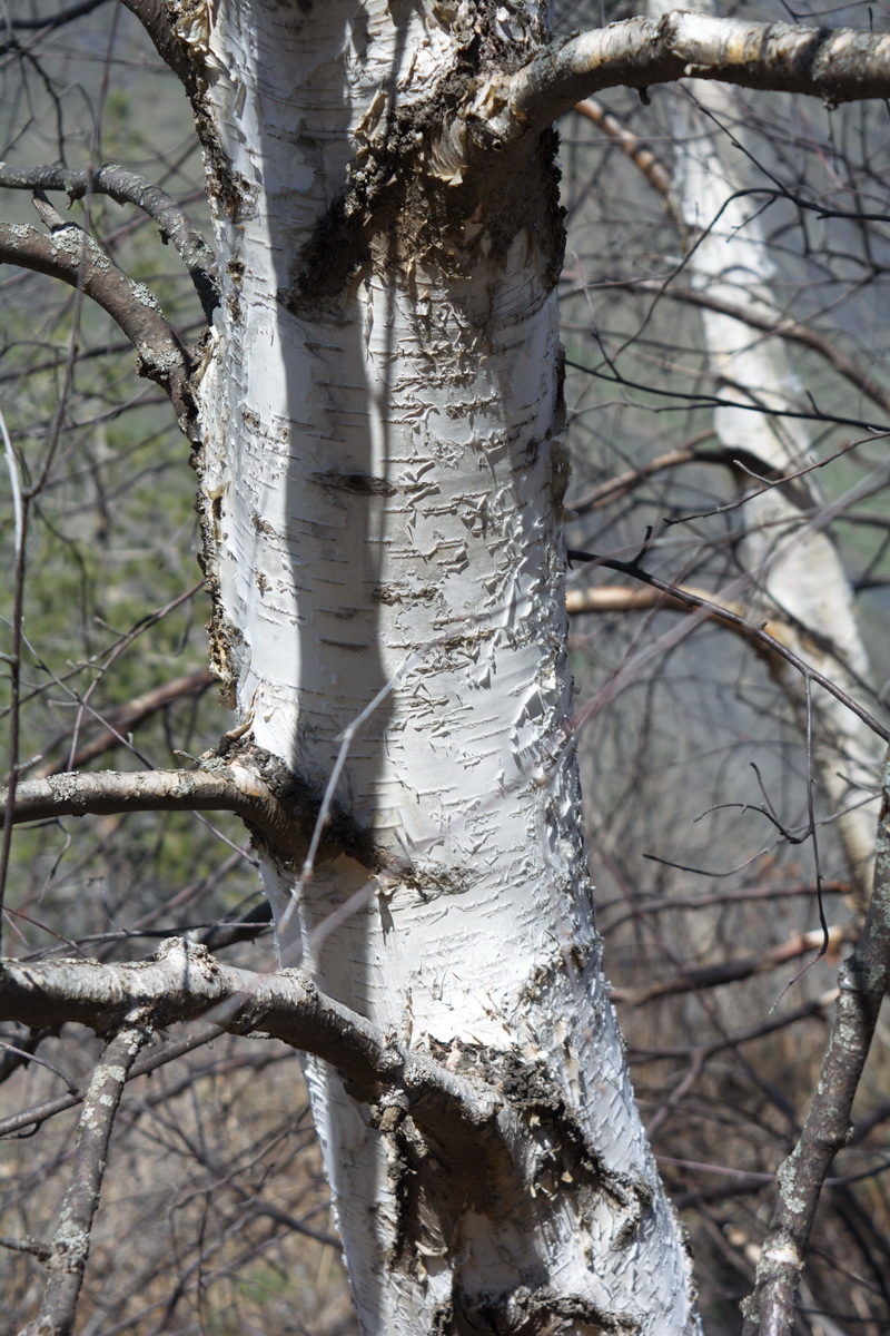 Изображение особи Betula litwinowii.