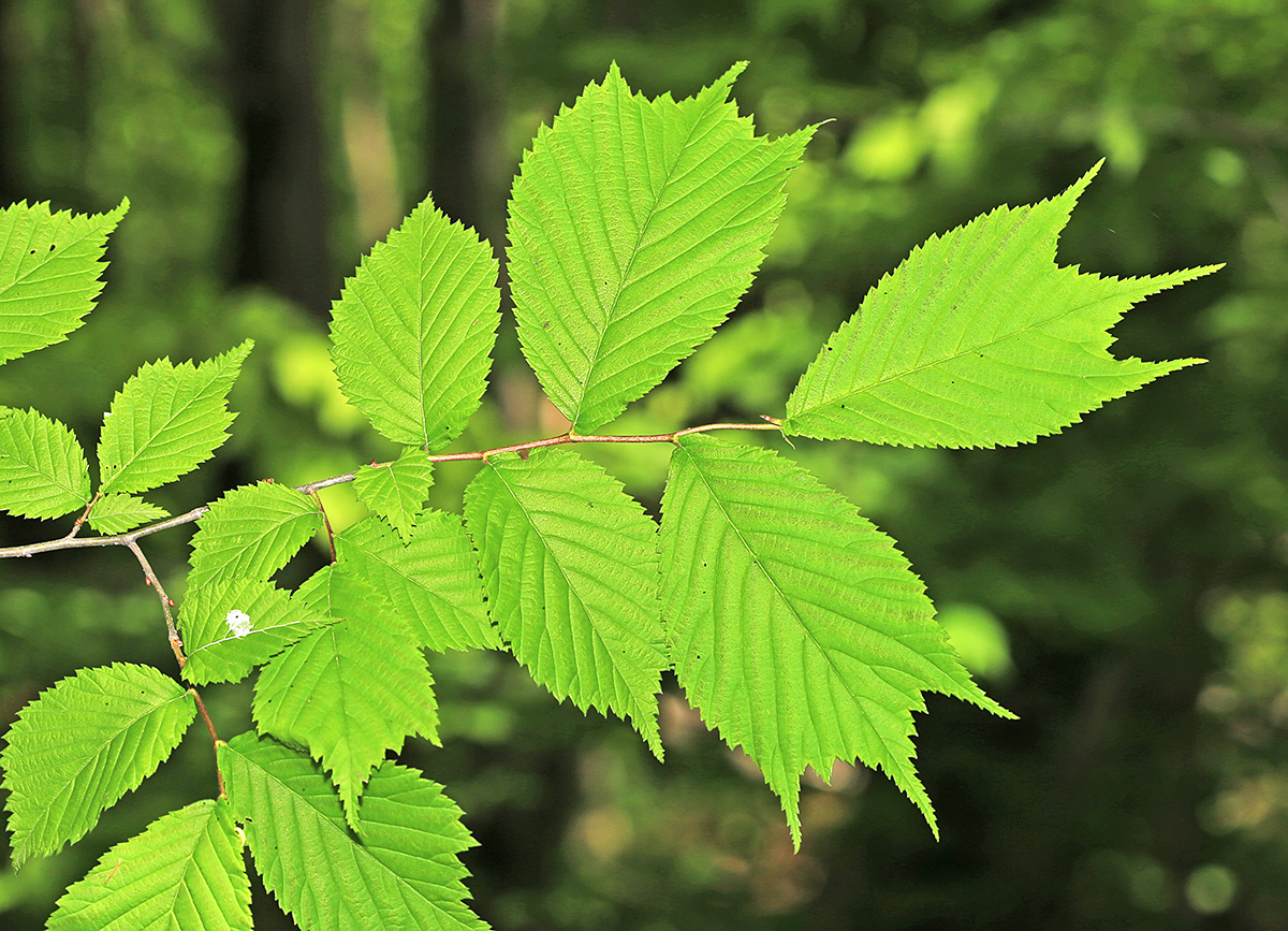 Image of Ulmus laciniata specimen.