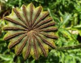 Papaver setiferum