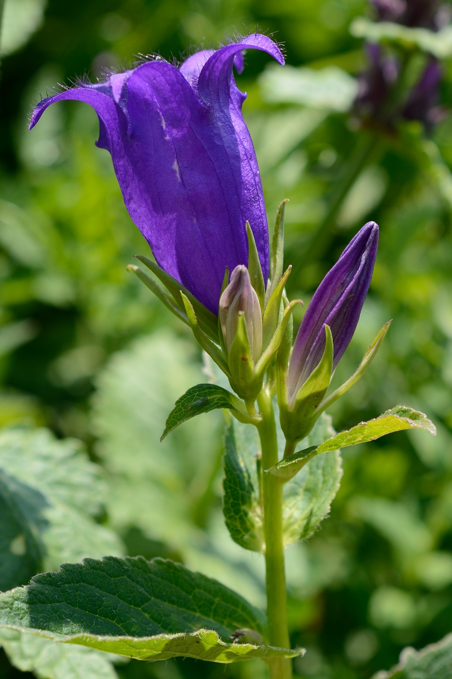 Image of Campanula latifolia specimen.