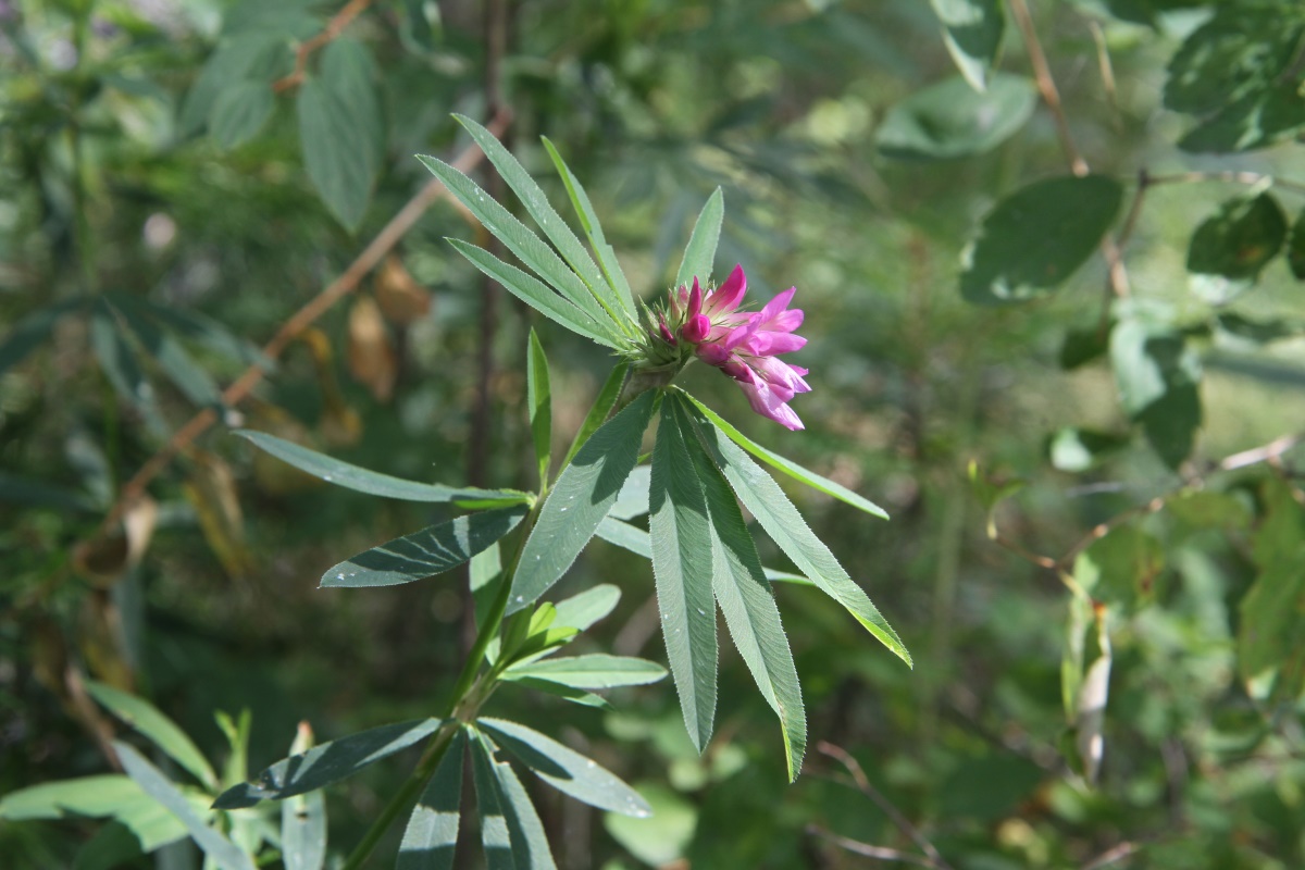 Image of Trifolium lupinaster specimen.