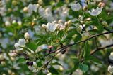 Malus prunifolia. Верхушка ветви с соцветиями и остатками засохших прошлогодних плодов. Московская обл., г. Железнодорожный, в культуре. 12.05.2020.