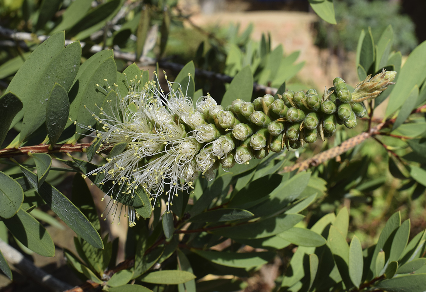 Image of Callistemon citrinus specimen.