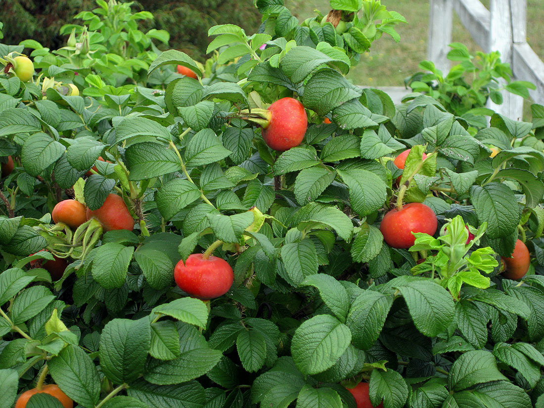 Image of Rosa rugosa specimen.