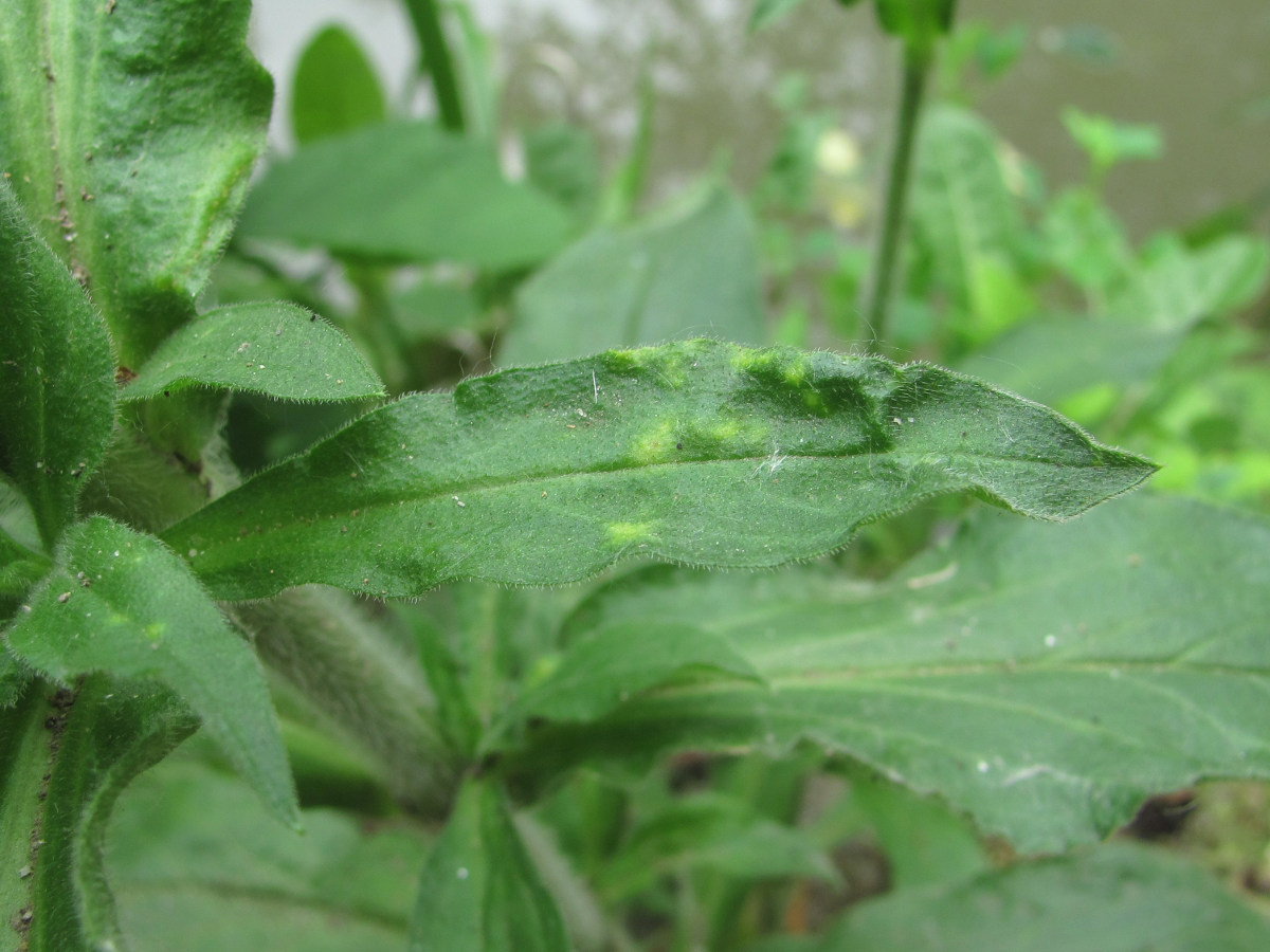 Image of Silene noctiflora specimen.