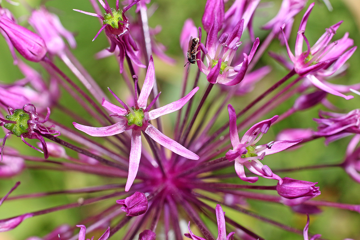 Image of Allium taeniopetalum specimen.