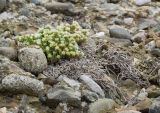 Paronychia cephalotes. Цветущее растение. Крым, городской округ Феодосия, окр. пос. Орджоникидзе, мыс Киик-Атлама, каменистая осыпь. 02.05.2021.