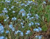 genus Myosotis. Верхушки цветущих растений. Крым, гора Чатыр-Даг, нижнее плато, степь. 30.05.2021.