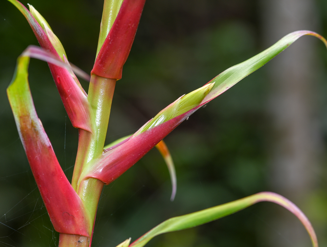 Изображение особи Tillandsia fendleri.