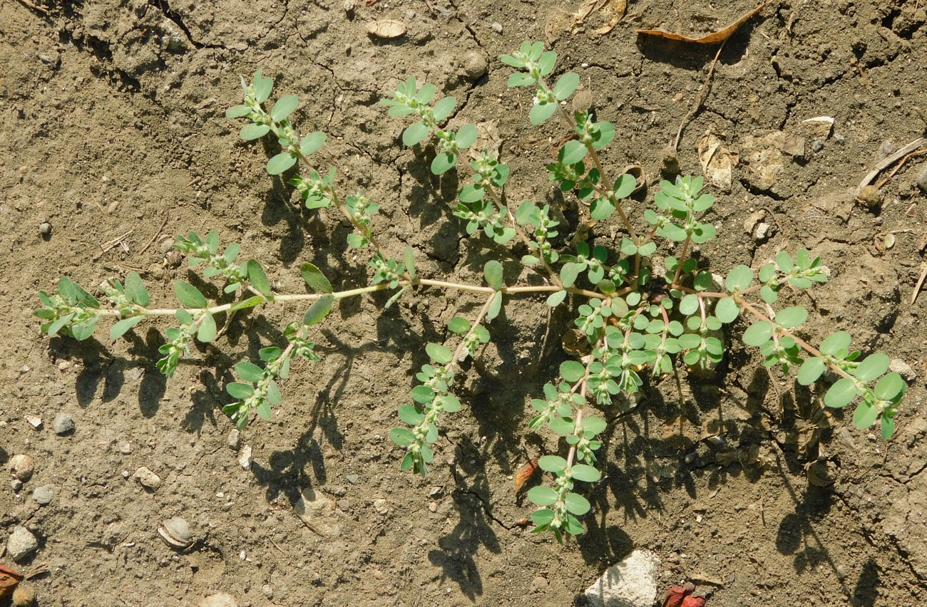 Image of Euphorbia prostrata specimen.