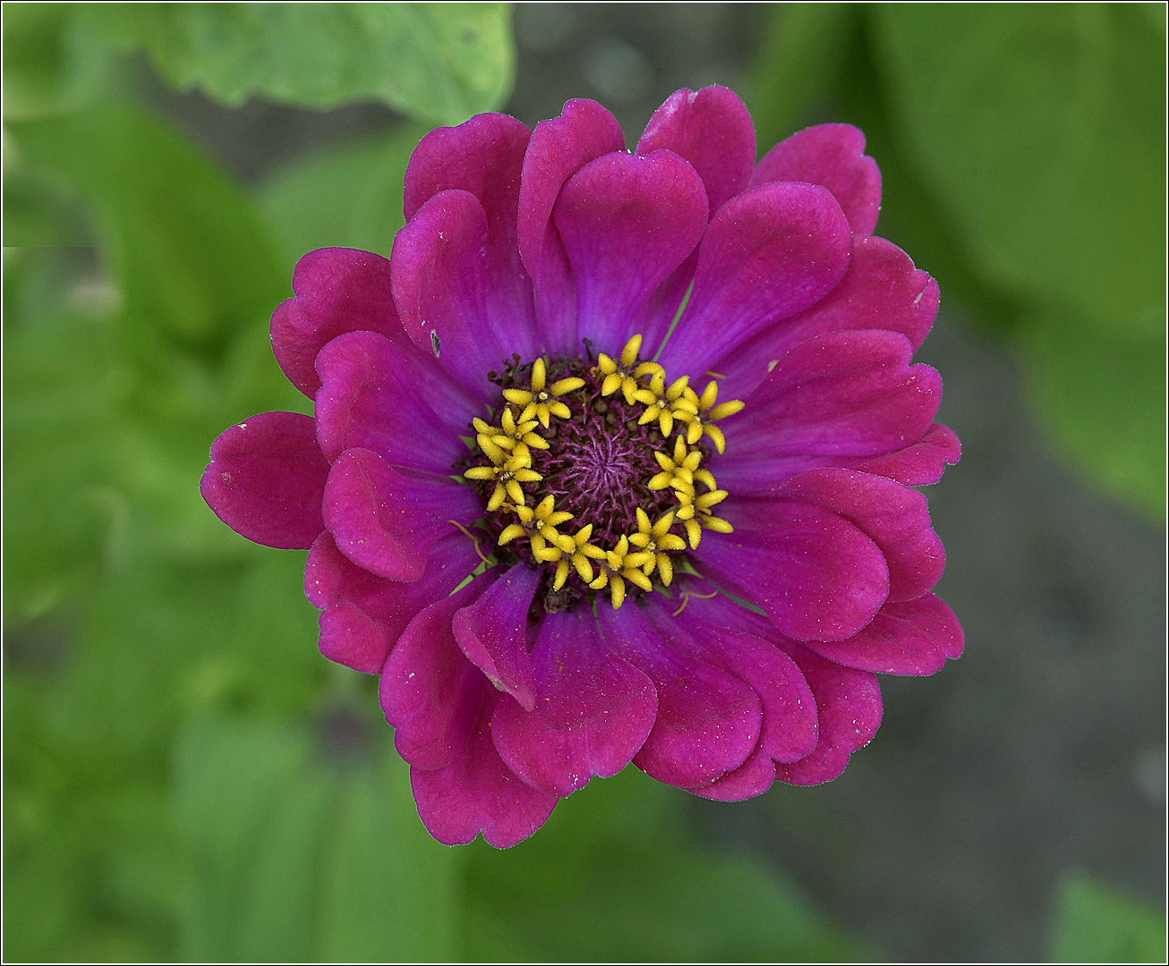 Image of Zinnia elegans specimen.