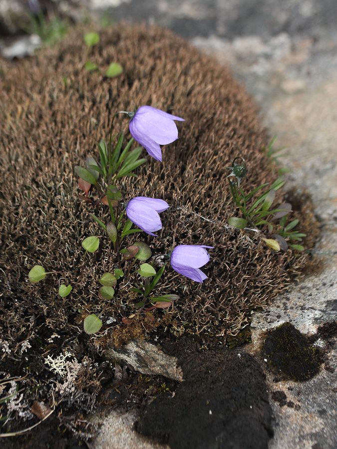 Изображение особи Campanula rotundifolia.