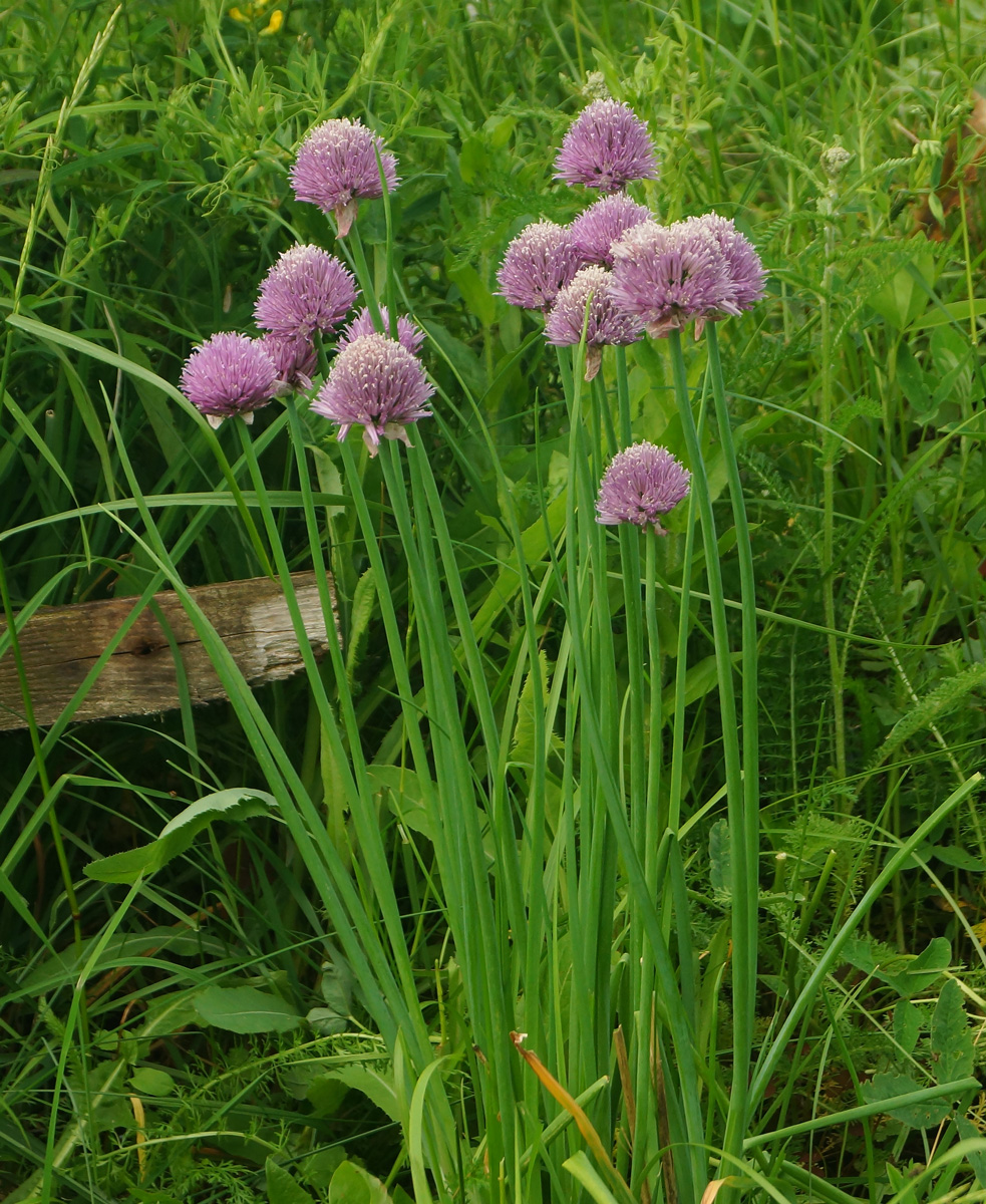 Image of Allium schoenoprasum specimen.