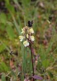 genus Pedicularis