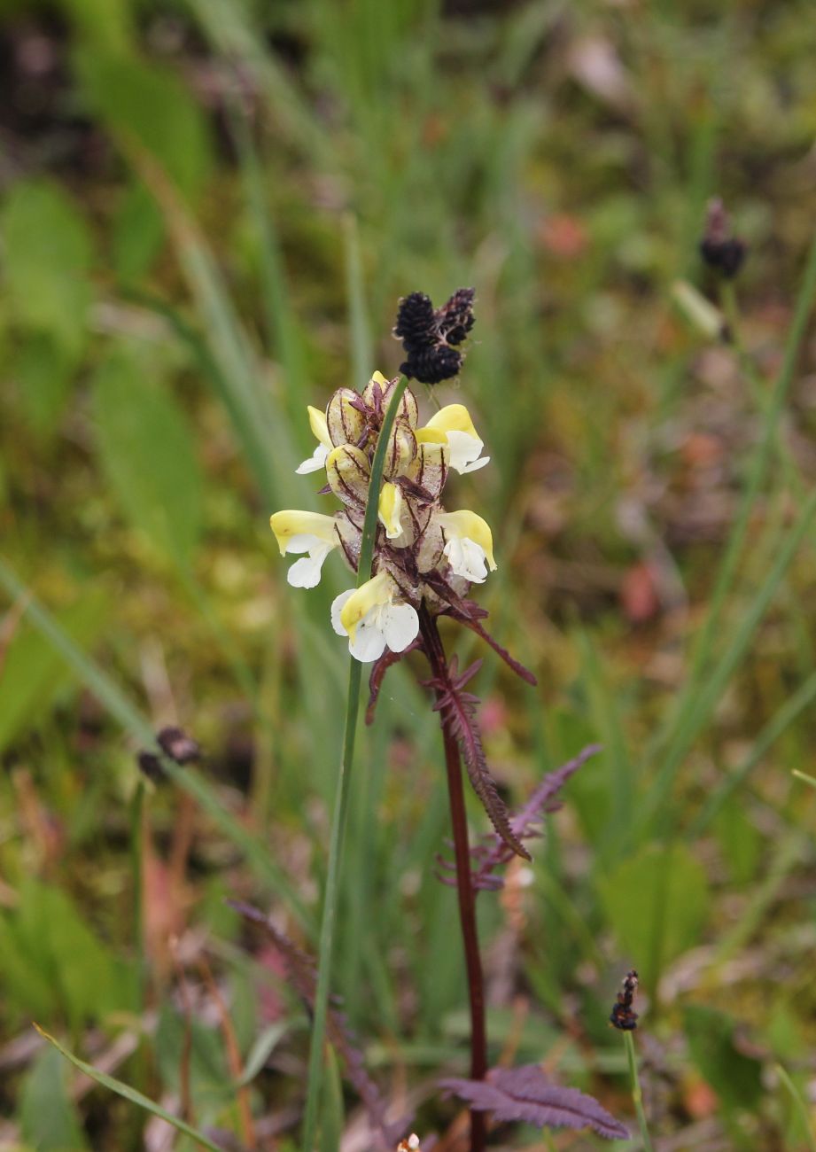 Image of genus Pedicularis specimen.